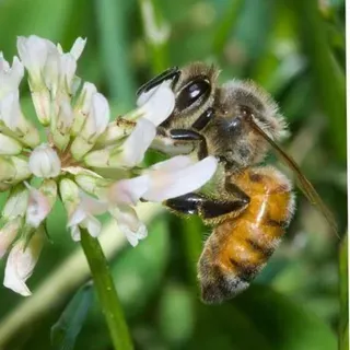 thumbnail for publication: Minimizing Honey Bee Exposure to Pesticides